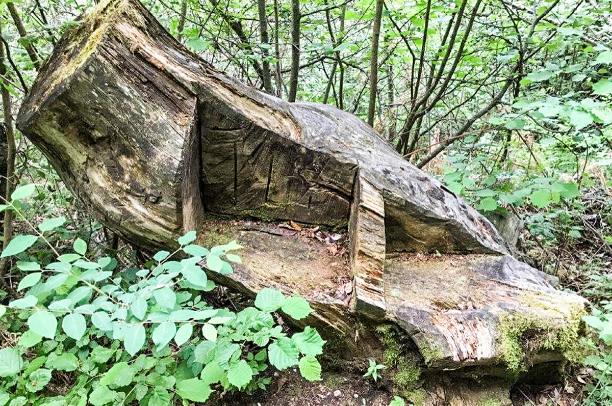 Waldweg auf den Monte Biaena