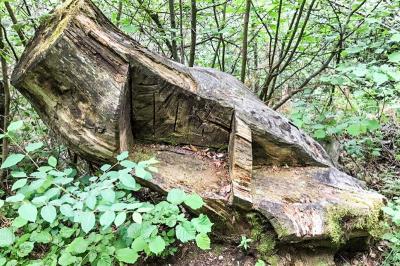 Waldweg auf den Monte Biaena