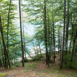 Ledrosee durch Wald