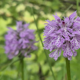 orchidee-dreizaehniges-knabenkraut