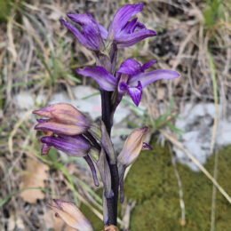 orchidee-violetter-dingel