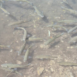 Fische im Tennosee