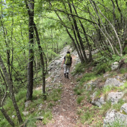 wald-forra-dei-limaro